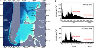 Response of Phytoplankton Assemblages From Naturally Acidic Coastal Ecosystems to Elevated pCO2